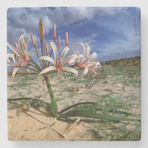 Vlei-Lilie (Nerine Laticoma) in Blüte Steinuntersetzer