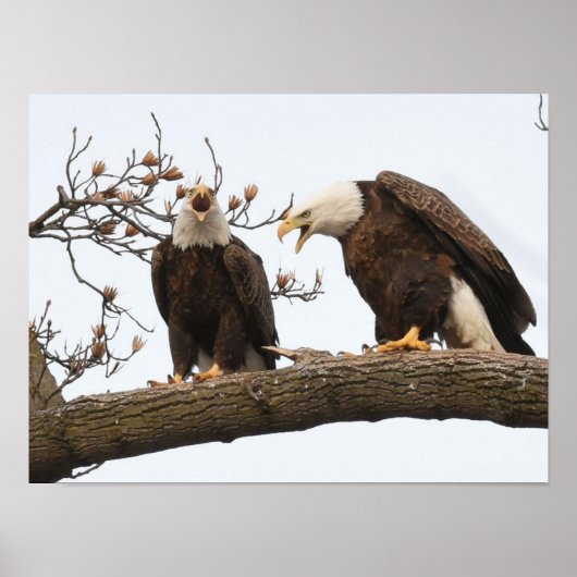 Vocalizing Weißkopfseeadler-Paare Poster (Vorne)