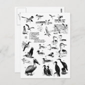 Vögel 12 postkarte (Vorne/Hinten)