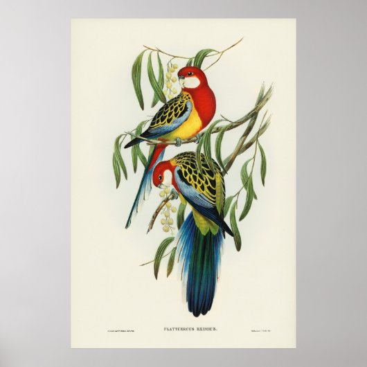 Vögel 4 poster (Vorne)