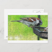 Vögel am Feeder Postkarte (Vorne/Hinten)