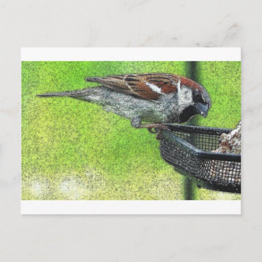 Vögel am Feeder Postkarte (Vorderseite)
