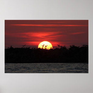 Vögel am Sonnenuntergang Poster