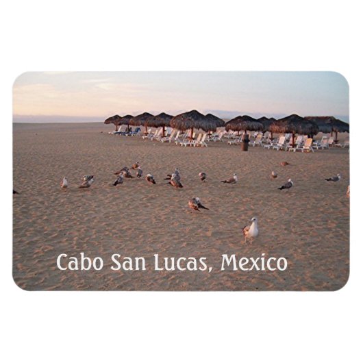 Vögel am Strand in Cabo Magnet (Horizontal)