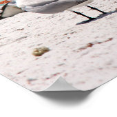 Vögel am Strand Poster (Ecke)