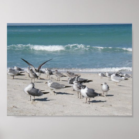 Vögel am Strand Poster (Vorne)