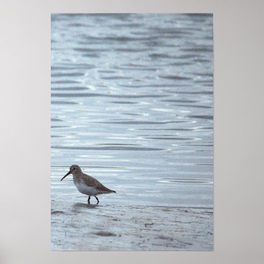 Vogel am Strand Poster (Vorne)