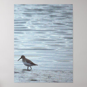Vogel am Strand Poster