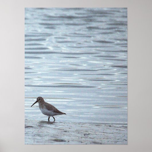 Vogel am Strand Poster (Vorne)