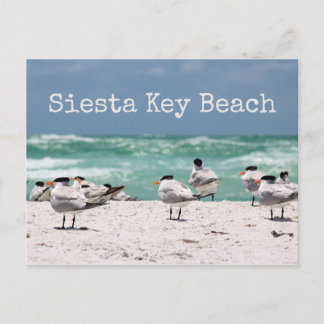 Vögel am Strand Siesta Key Beach Postkarte