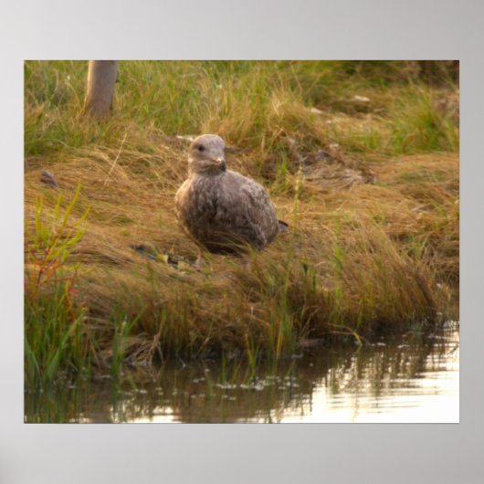 Vogel am Wasserposter Poster (Vorne)