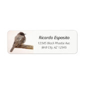 Vogel am Zweig Junger Junvenile-Schwarz-Phoebe (Vorne)