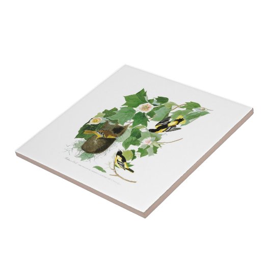 Vögel Amerika Baltimore Orioles John James Audubon Fliese (Seite)