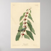 Vogel, Amerika, Blue Green Warbler, Audubon, Vinta Poster (Vorne)