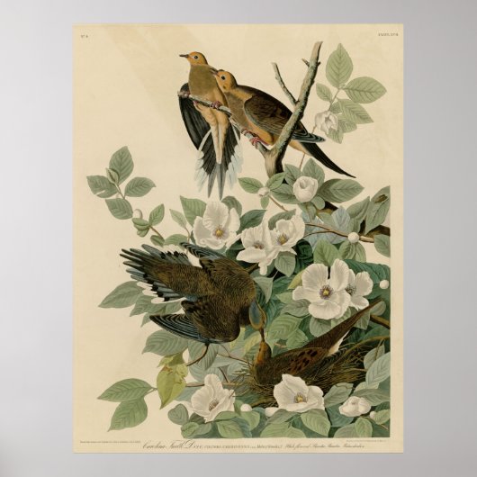 Vogel, Amerika, Carolina Turtle Dove, Audubon, Vin Poster (Vorne)