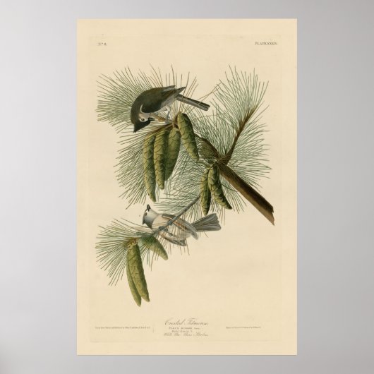 Vogel, Amerika, Crested Titmouse, Audubon, Vintag Poster (Vorne)
