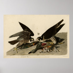 Vogel, Amerika, Great Footed Hawk, Audubon, Vintag Poster