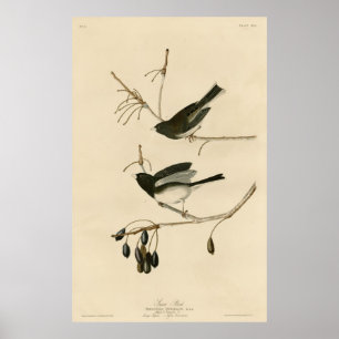 Vogel, Amerika, Snow Bird, Audubon, Vintag Poster