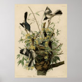 Vogel, Amerika, Vogel, Audubon, Vintag Poster (Vorne)