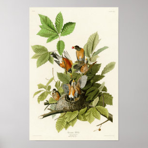 Vögel Amerikaner-Robins John James Audubon von Poster