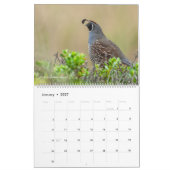 Vögel Amerikas Kalender (Jan 2027)