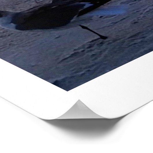 Vögel an der Küste Poster (Ecke)