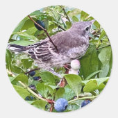 Vogel auf Blueberry Branch Sticker (Vorderseite)