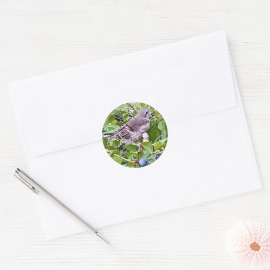 Vogel auf Blueberry Branch Sticker (Umschlag)