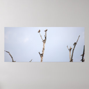Vögel auf Branches Poster