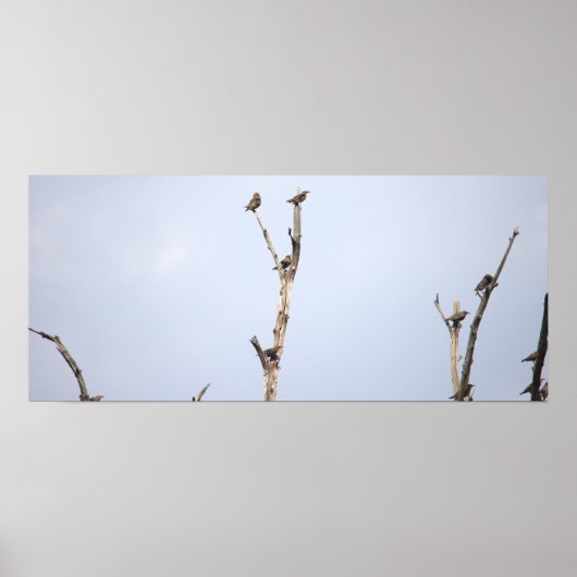 Vögel auf Branches Poster (Vorne)