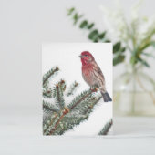 Vogel auf dem Snowy Evergreen Postkarte (Stehend Vorderseite)