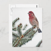 Vogel auf dem Snowy Evergreen Postkarte (Vorne/Hinten)