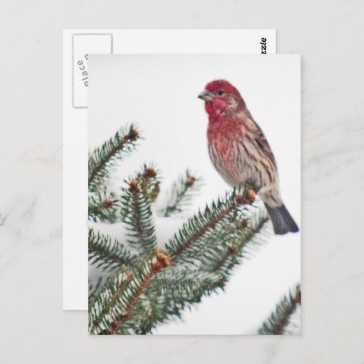 Vogel auf dem Snowy Evergreen Postkarte (Vorne/Hinten)