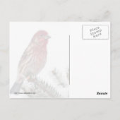 Vogel auf dem Snowy Evergreen Postkarte (Rückseite)