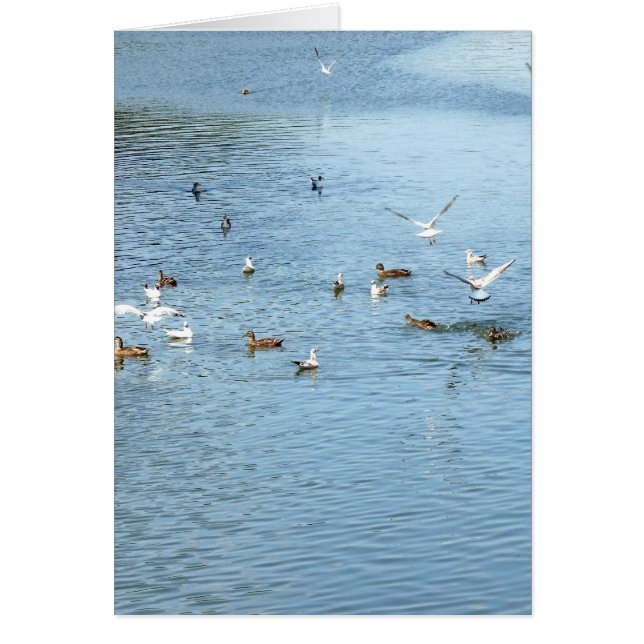 Vögel auf dem Summer River (Vorne)