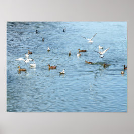 Vögel auf dem Summer River Poster