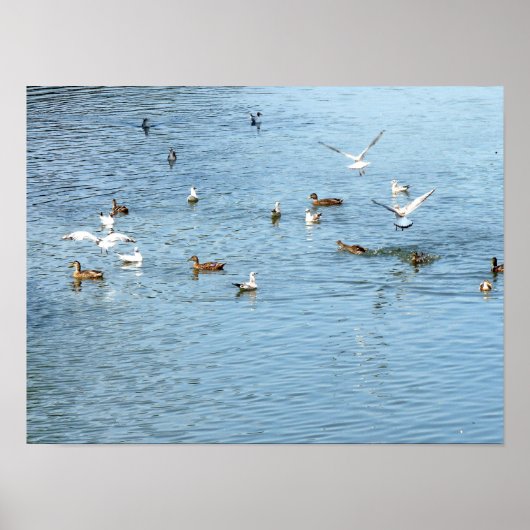 Vögel auf dem Summer River Poster (Vorne)