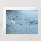 Vögel auf dem Summer River Postkarte (Vorne/Hinten)