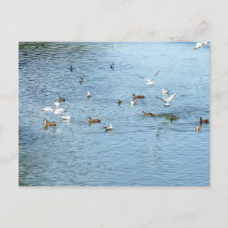 Vögel auf dem Summer River Postkarte