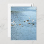 Vögel auf dem Summer River Postkarte (Vorne/Hinten)