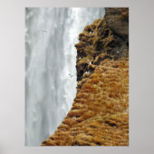 Vögel auf den Felsen Poster (Vorne)
