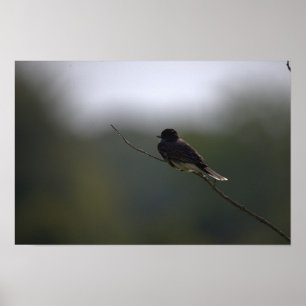 Vogel auf einem Ast Poster