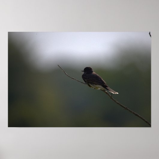 Vogel auf einem Ast Poster (Vorne)