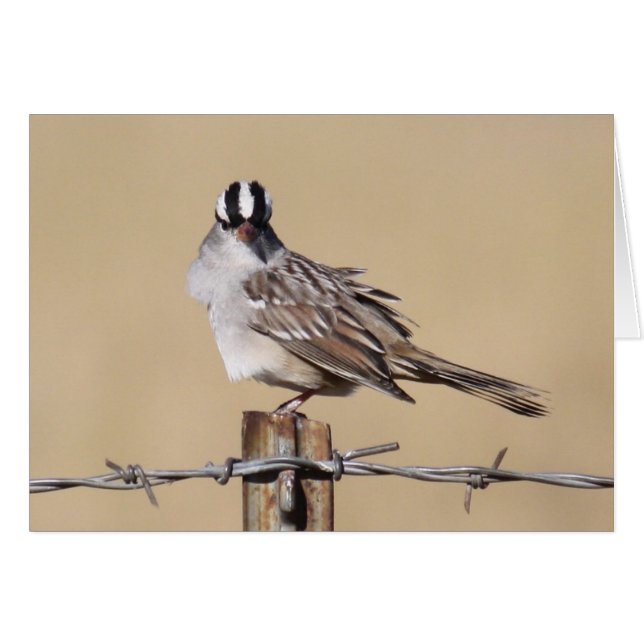 Vogel auf einem Draht (Vorderseite (Horizontal))