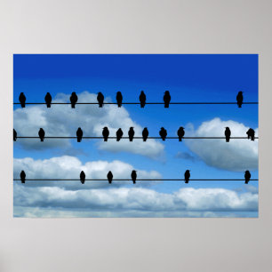 Vögel auf einem Draht Poster