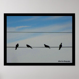 Vögel auf einem Draht Poster