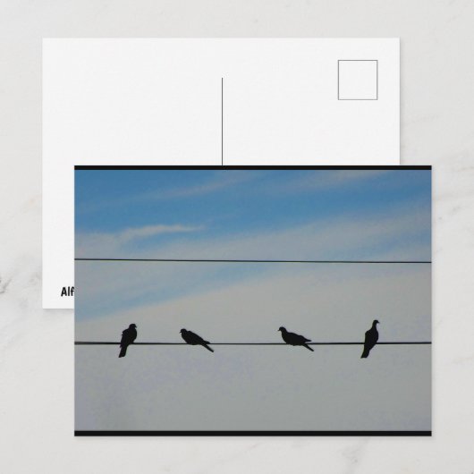 Vögel auf einem Draht Postkarte (Vorne/Hinten)