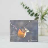 Vogel auf einem halb gegessen Apfel Postkarte (Stehend Vorderseite)