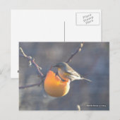 Vogel auf einem halb gegessen Apfel Postkarte (Vorne/Hinten)