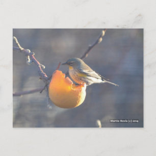 Vogel auf einem halb gegessen Apfel Postkarte